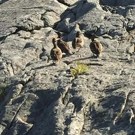 Rorbua På Toppøya Feriehus *