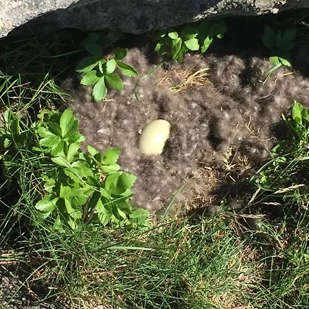 Rorbua På Toppøya Feriehus *